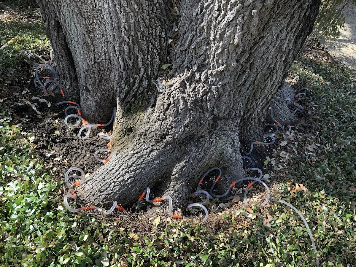 Detailed Tree Cabling and Bracing job site in Cyrus