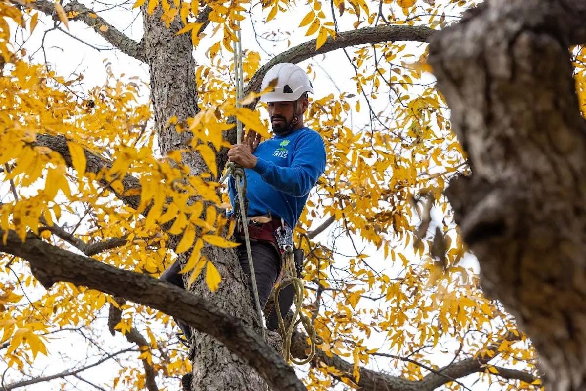 Skilled Storm Damage Cleanup crew working in Cyrus